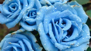 A close-up of blue roses with sparkling dewdrops on their petals, ideal for a fresh blue rose wallpaper, 4K detail