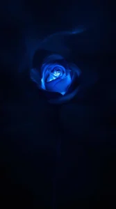 A single dark blue rose shrouded in soft shadows, glowing faintly, ideal for a dramatic blue rose wallpaper, UHD