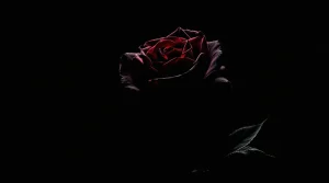 A single dark rose illuminated softly against a black background, creating a mysterious dark rose wallpaper, ultra-HD