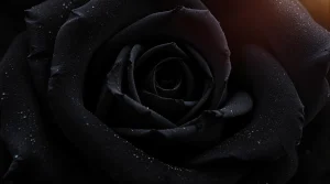 A detailed close-up of a black rose with intricate textures and soft light, perfect for a black rose wallpaper, 4K