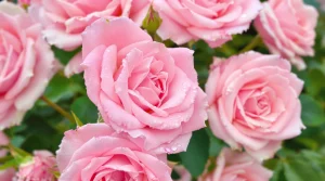 A close-up of soft pink roses with dewdrops on the petals, creating a romantic pink roses wallpaper, ultra-HD