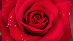 A vivid red rose in stunning close-up, with detailed petals and soft lighting, perfect for a rose wallpaper, 4K clarity