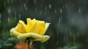 A yellow rose with fresh raindrops on its petals, captured in perfect clarity for an HD yellow rose in rain wallpaper, 4K