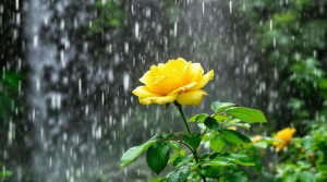 A bright yellow rose surrounded by mist from a nearby waterfall, ideal for a fresh yellow rose in rain wallpaper, ultra-HD